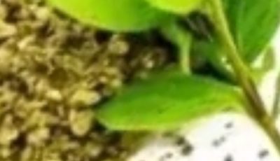 Oregano: Nature’s Most Powerful Herb and Its Health Benefits