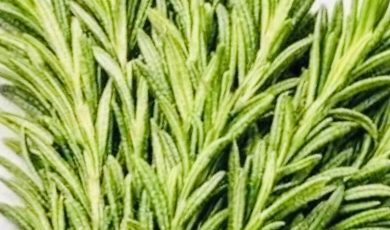 Thyme (Thymus vulgaris): 35 Traditional Benefits, Natural Properties