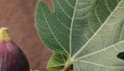 The Power of Fig Leaves: Hidden Benefits in These Leaves