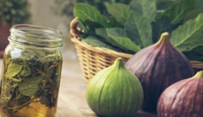 The Power of Fig Leaves: Hidden Benefits in These Overlooked Leaves That Could Transform Your Wellness Routine