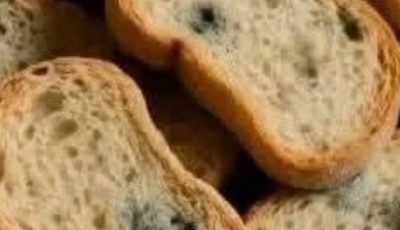 Pulled Out Some Stale Bread from the Pantry — What Should I Do?