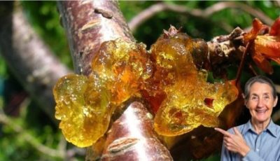 Unlock the Ancient Secret of Peach Tree Resin: 15 Life-Changing Benefits You’ll Wish You Knew Sooner