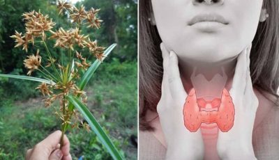 The “Hidden Herb” Ancient Healers Protected: Is Nutgrass the Ultimate Secret to Natural Health?
