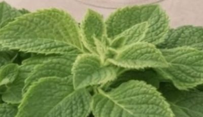 The Power of Orégano Orejón: A Traditional Herbal Plant for Kidney