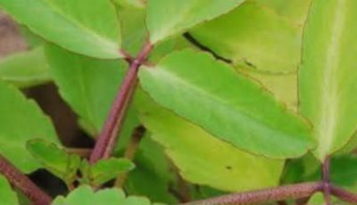Leaf of Life – The Healing Plant Growing in Your Backyard