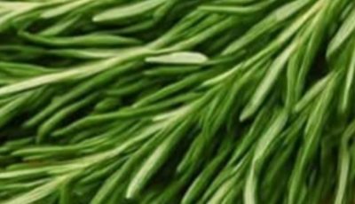 The Versatile Rosemary: Your Home’s Secret Weapon