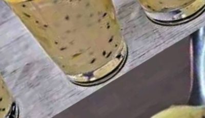 Chocolate Chip Vanilla Mousse