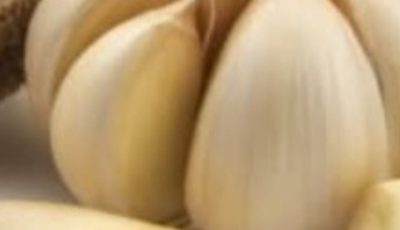 Garlic Kills 14 Types of Cancer & 13 Types of Infections