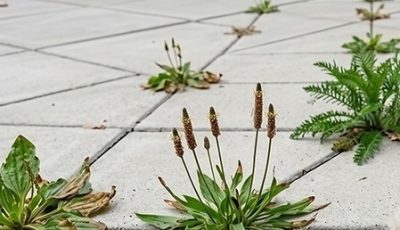 Natural and Powerful Homemade Weed Control